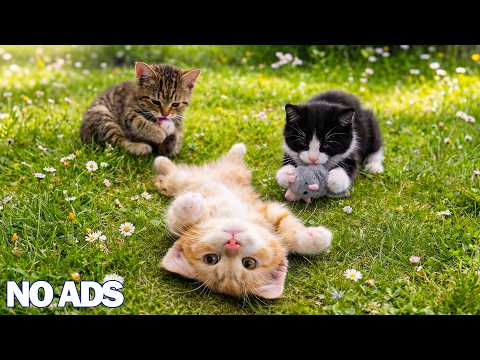 12 Hours of Calming Cat Music🐈Gentle Piano for Cats to Sleep & Reduce Separation Anxiety🌈Sleep Aid