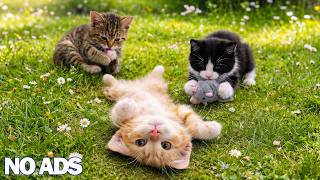 12 Hours of Calming Cat Music🐈Gentle Piano for Cats to Sleep & Reduce Separation Anxiety🌈Sleep Aid screenshot 3