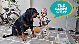 Aaru stealing guava for jerry | cute dog video | funny dog video |