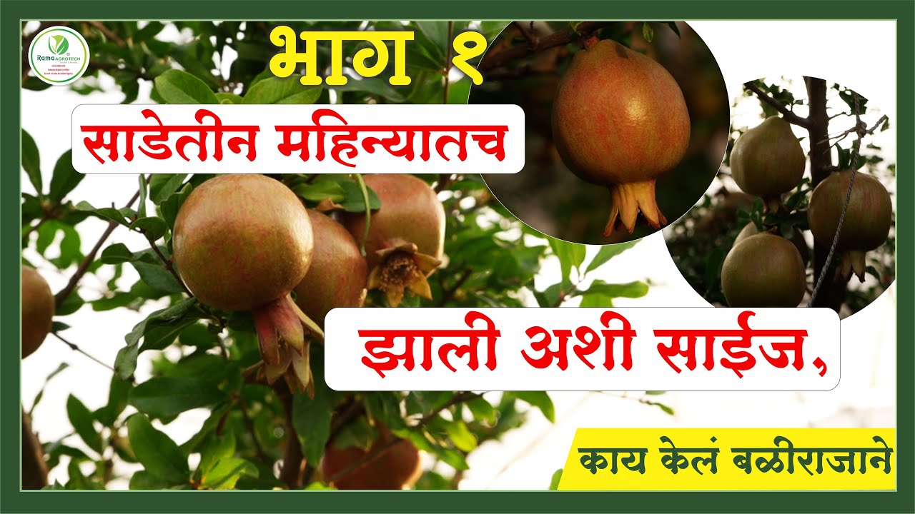साडेतीन महिन्यातच झाली अशी साईज, काय केलं बळीराजाने | Rama Agrotech
