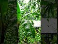 Tropical Rain on Banana Leaves 🌧️ Jungle Relaxation Sounds