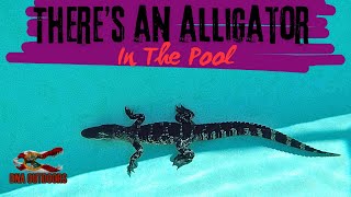 Emergency Call: Alligator in a Pool! (Florida Gator Removal)