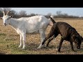 Guy Comes Home From Work With A Stray Dog The Dodoo Bdb 