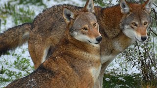 The Endangered Red Wolf: A Species in Peril and Ongoing Conservation Efforts