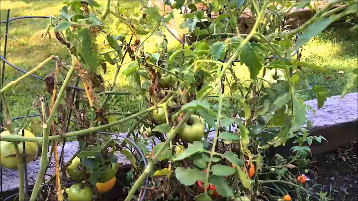 Why is my Tomato Plant dying?