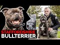 Staffordshire Bullterrier | Aggressiver Kampfhund? Rasseportrait & Erfahrungsbericht Staff-Bull Doku
