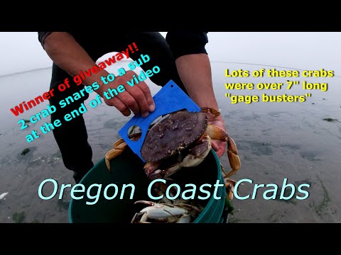 How to make the best Crab Snares, Step by step and easy to follow. Best  crab snare design found. 