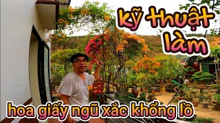 Hướng dẫn kỹ thuật làm cây hoa giấy khổng lồ ngũ sắc || chọn cây ,chọn chậu ,làm khung sắt,ghép cây