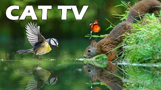 CAT TV  Squirrel And Bird Play By The Lake On Sunny Noon  Relaxing Bird Sound | Soothe Your Cat