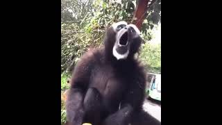 POG MONKE POG MONKE