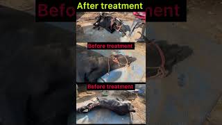 Downer cow syndrome l dr Umar khan