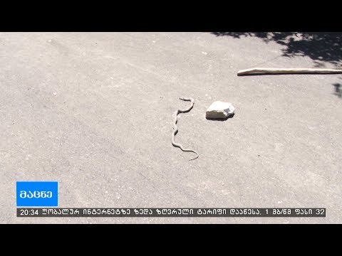 ბარცხანის დასახლებაში ქვეწარმავლები მომრავლდა