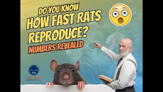 Do you know how fast rats reproduce?