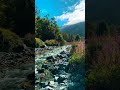 Majestic Stream in Fiordland • Nature’s Flowing Beauty 🌿💧