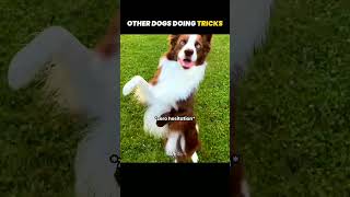 other Dogs Doing Tricks Vs.. THIS ONE 😅 #shorts