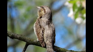 1736. Krutihlav obecný, Eurasian Wryneck, Wendehals , Draaihals, Torcol fourmilier, Krętogłów