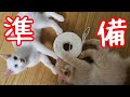 猫つぐらの作り方～準備編～