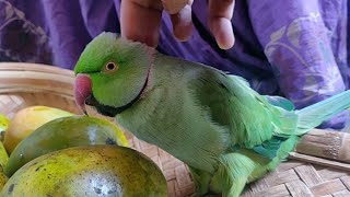 Parrot Taking Head Massage || Eating Mango And Talk ?