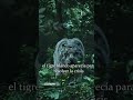 el tigre blanco #parati #viral #shortvideo