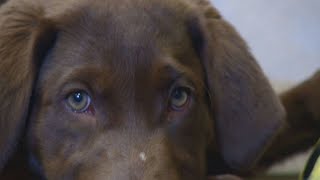 Download Police Drug Dogs Trained To Ignore Marijuana Video MP3 Police Drug Dogs Trained To Ignore Marijuana