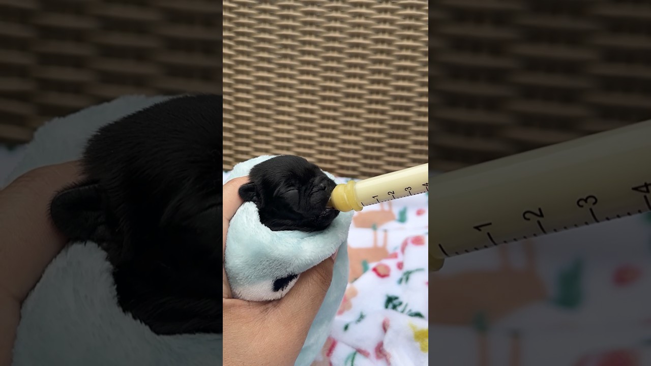 Feeding a 6 day old Puppy with a syringe?! VLOG 