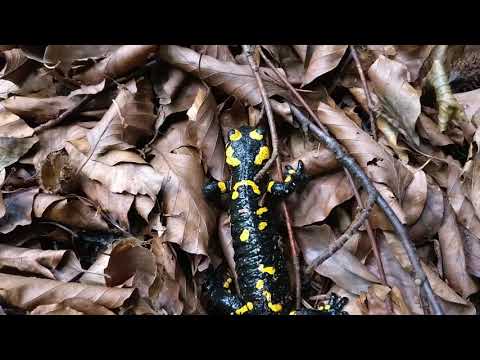 Fire Salamander - Огненная саламандра