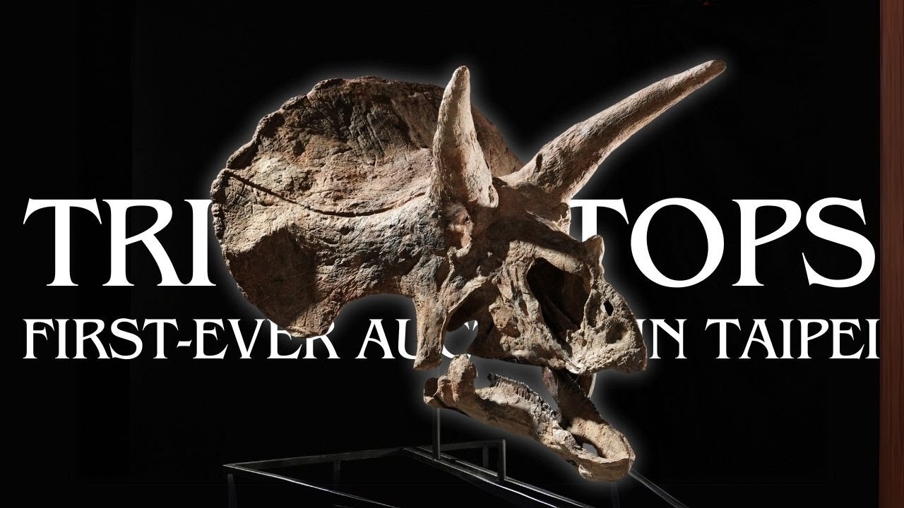 TRICERATOPS HORRIDUS FROM THE LATE CRETACEOUS｜FIRST-EVER AUCTION