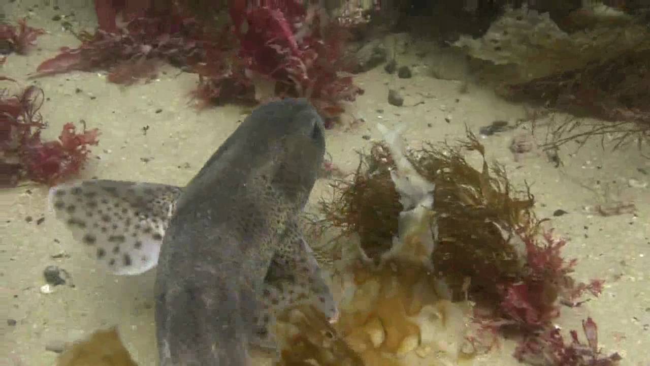 Ramore Head and Blue Pool Skerrie Scuba YouTube