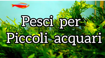 Quanto costa un piccolo acquario?