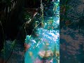 Pure River Stream Sounds 🌊 Relaxing Water White Noise #Shorts