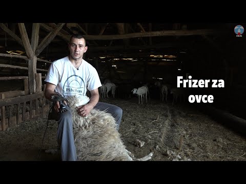 Frizer za ovce
