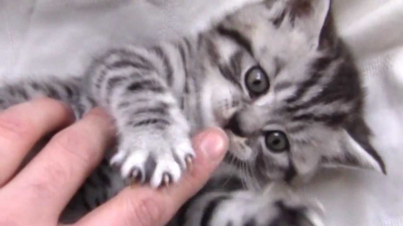 british longhair silver tabby