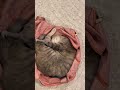 [猫]姉ちゃんのバッグの上で寝てる😹体は丸くまがって可愛い😹😻 #shorts #cute #cutecat