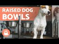 RAISED DOG FOOD BOWLS 🐶✅ (Dos and Don'ts)