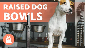 What bowls are safe for dogs?