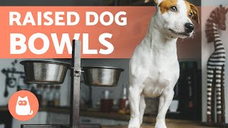 RAISED DOG FOOD BOWLS 🐶✅ (Dos and Don'ts)