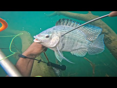 SURVIVAL SPEARFISHING CATCH AND COOK WILD TILAPIA ON OPEN FIRE