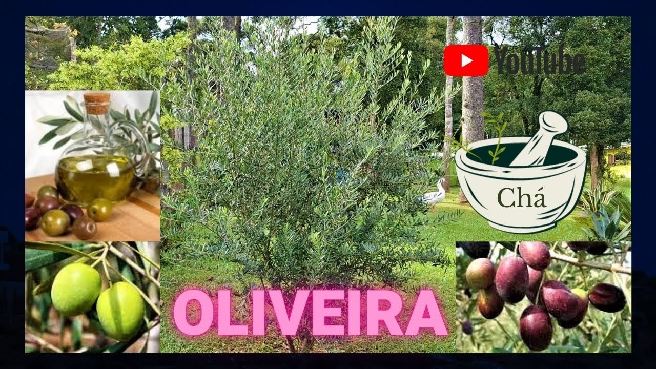 Como plantar Oliveira - Youtube