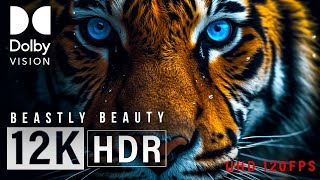 Beastly Beauty 12K Hdr 120Fps Dolby Vision!