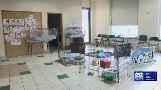 Adopt guinea pigs for free at Dakin in Springfield this weekend