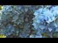 Mercedes - Simon Diaz (cover)