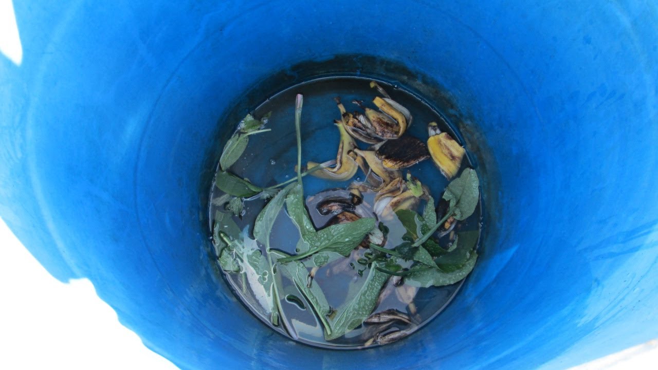 making-banana-skin-and-comfrey-plant-fertiliser-youtube