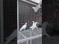 #parava #pigeon #pigeonsale #viralvideo #kabutar #fypシ #sanjusamson #keralaelection2026