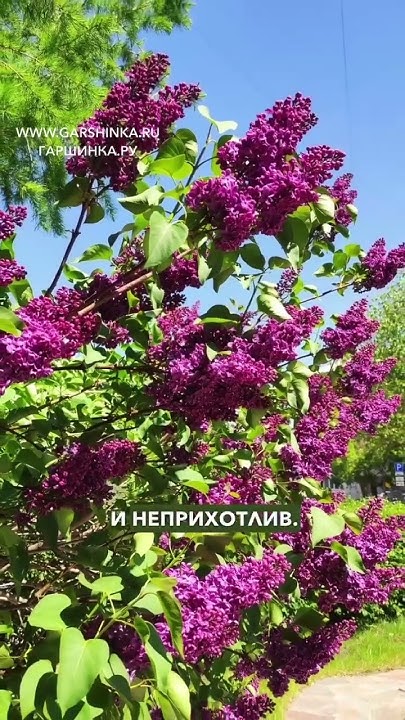 Нестареющая классика, сирень Принц Волконский 🌸 - YouTube