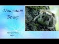 Диктант "Белка" по русскому языку. 6 класс