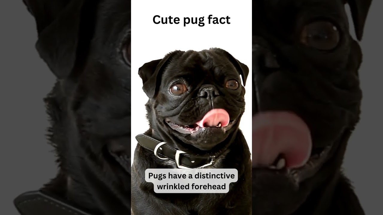 🐾 Ever wondered why Pugs have adorable faces that some say resemble a human? Read more here..