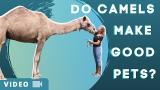Do Camels Make Good Pets?