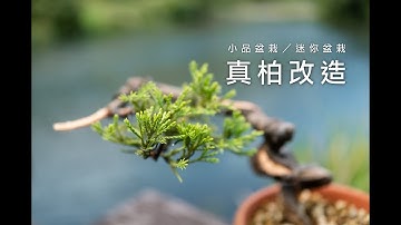 台灣真柏樹型設定改造過程紀錄⏐松柏小品盆栽照顧及整理⏐shohin juniper bonsai styling process