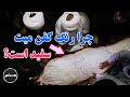 Muslim چرا رنگ كفن سفيد است Muslim چرا رنگ كفن سفيد است