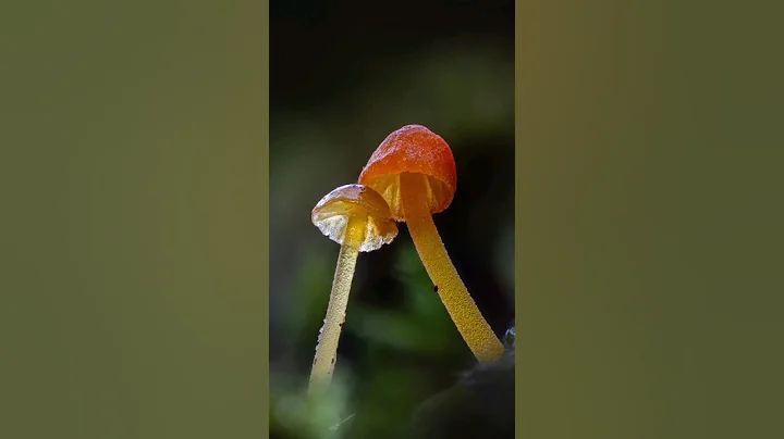 A Pair of Tiny Mushrooms